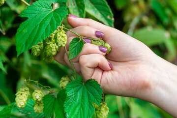 hand holding a plant. The female hand tears hop. The concept hop harvesting, ingredient for production of beer. Humulus lupulus