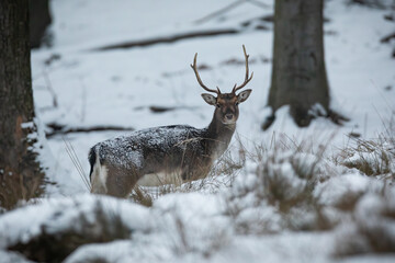 Fallow deer, dama dama, looking to the camera in forest in winter. Brown stag standing in snowy woodland. Stag observing on snow in white nature.