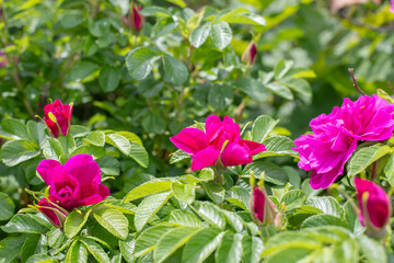 Obraz na płótnie Canvas Rosehip blossom, pink opening flower. Bright summer natural background