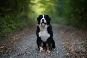 Naklejka na ściany i meble Bernese Mountain Dog -Dog Breed portrait