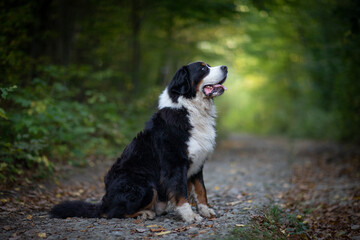bernese mountain dog portrait