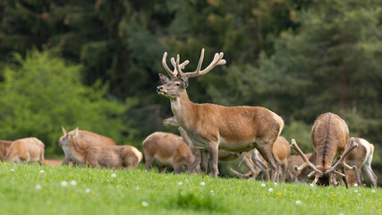 Naklejka na ściany i meble Herd of red deer, cervus elaphus, with velvet antlers pasturing on meadow. Group of stag standing on field in spring. Brown mammal looking on grassland.