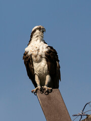 A Western Osprey perched on nesting platform