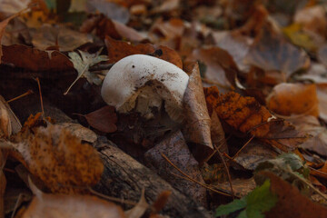 White pileus of champignon among fallen leaves in autumn forest, mushroom-pickers knife near.