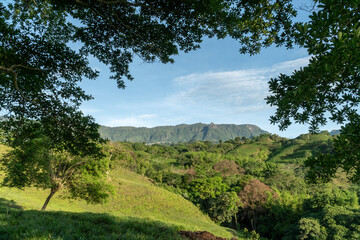 Tree in the field with blue sky. Valparaiso, Antioquia, Colombia.