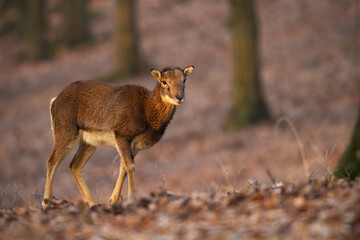 Female mouflon, ovis orientalis, walking in forest in autumn sunlight. Wild sheep moving in woodland in fall sunset. Brown mammal marching on leaves in golden light.