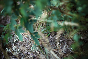 lizard in the forest