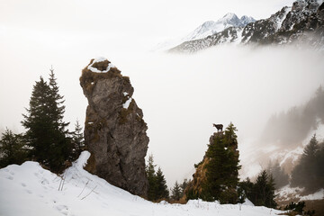 Tatra chamois, rupicapra rupicapra tatrica, climbing on mountains in winter mist. Alpine wild goat standing on peak in fog. Mammal with curved horns looking on rock.