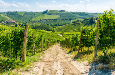 Fototapeta na wymiar Beautiful hills and vineyards surrounding Barbaresco village in the Langhe region. Cuneo, Piedmont, Italy.