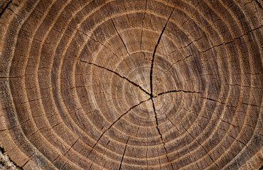 wood background. Old wooden oak tree cut surface. Detailed warm dark brown and orange tones of a felled tree trunk or stump. Rough organic texture of tree rings with close up of end grain. 