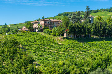 Fototapeta na wymiar Scenic sight of vineyards near Barolo in the Langhe region of Piedmont, Italy.