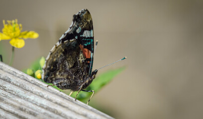A Admiral buttterfly sits on a bench at summer in neunkirchen, copy space