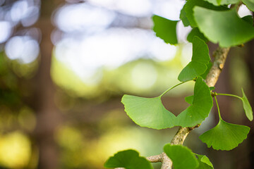 Close up of fresh vibrant green ginkgo biloba leaves. Natural foliage background.