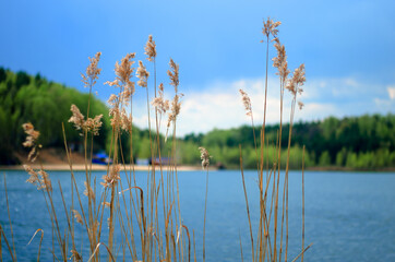 dry reeds on the lake in sunny weather against the background of the forest