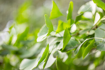 Outdoor Japanese ginkgo biloba leaves, Closeup.