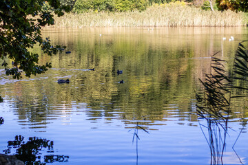 Obraz premium shore of a lake. shadows. ducks are swimming on lake, trees reflection in water. concept: relax, outdoor
