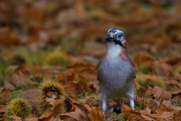 Eurasian Jay in fall ( Garrulus glandarius)