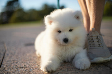 Samoyed Puppy being cute on the ground