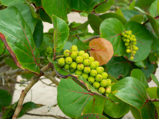 Raw Fruits of the Plant Known as Seagrape and Baygrape (Coccoloba uvifera) in the Palomino's Beach, in La Guajira, Colombia