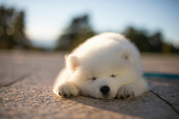 Samoyed Puppy taking a nap outside
