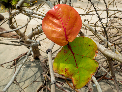 Red and Green Leaves of the Dry Plant Known as Seagrape and Baygrape (Coccoloba uvifera)