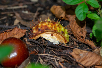 chestnut in autumn on the ground