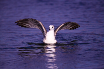 Young gray gull (lat.Larus canus). The bird takes off from the surface of the water flapping its wings.