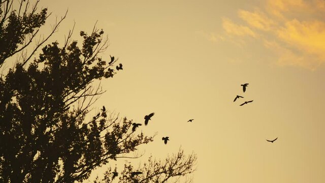 Silhouette flock of birds crows sky taking off from a tree. Swarm of crows on the tree and in the sky. A flock of crows flying slow motion with sunset.