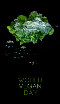 Fresh leafy green head of lettuce floating in clear water. World food day, vegetarian day, vegan day concept