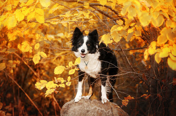 border collie dog lovely autumn portrait vivid photo pet magical light lovely look
