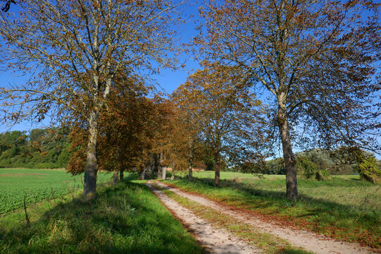 Kastanienallee