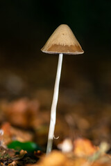 Brown isoltaed mushroom in the forest with dark background