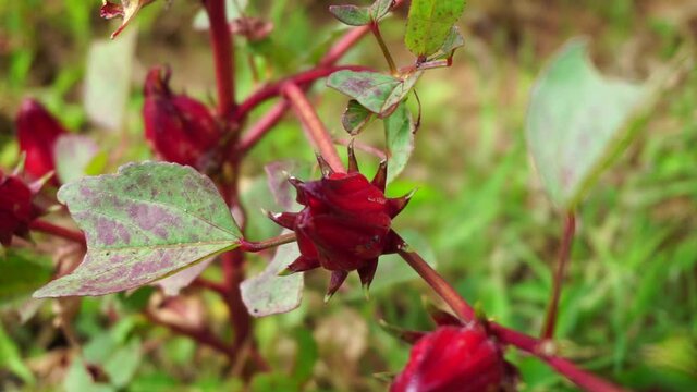 Rosella flower (also called roselle) with a natural background. Use as herbal drink and herbal medicine