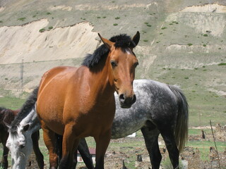 Fototapeta na wymiar An adult beautiful brown horse looks into the camera lens in a mountainous area