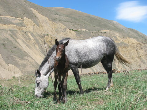 An adult white and gray horse and a small brown pony graze in a green meadow in a mountainous area.