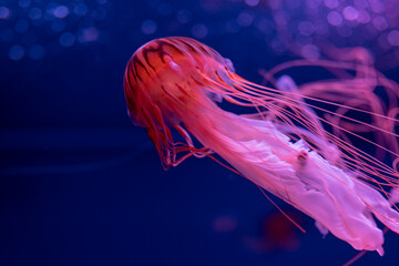медуза Rhizostoma Chrysaora в море красиво ядовито плавает