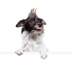 studio shot of a cute dog on an isolated background