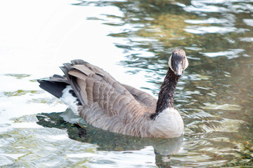 Canadian Goose splashing in water