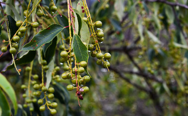 
Green fruits