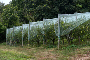 an intensive organic cultivation of apples covered with anti-hail antiparasitic net