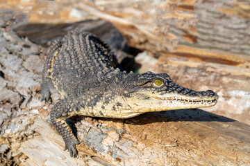 The Nile crocodile (Crocodylus niloticus) is a large, dangerous carnivorous reptile.
