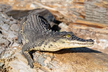 Foto op Aluminium The Nile crocodile (Crocodylus niloticus) is a large, dangerous carnivorous reptile. © sandipruel