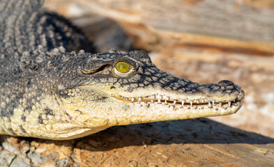 The Nile crocodile (Crocodylus niloticus) is a large, dangerous carnivorous reptile.