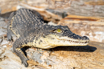 The Nile crocodile (Crocodylus niloticus) is a large, dangerous carnivorous reptile.