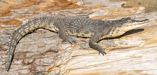 The Nile crocodile (Crocodylus niloticus) is a large, dangerous carnivorous reptile.