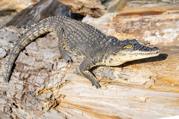 The Nile crocodile (Crocodylus niloticus) is a large, dangerous carnivorous reptile.