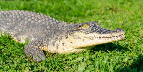 Fototapeta premium The Nile crocodile (Crocodylus niloticus) is a large, dangerous carnivorous reptile.