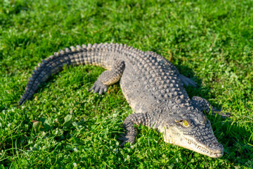 The Nile crocodile (Crocodylus niloticus) is a large, dangerous carnivorous reptile.