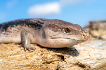 Сommon blue-tongued skink - Tiliqua scincoides - blue-tongued lizard, common bluetongue.