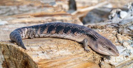 Сommon blue-tongued skink - Tiliqua scincoides - blue-tongued lizard, common bluetongue.